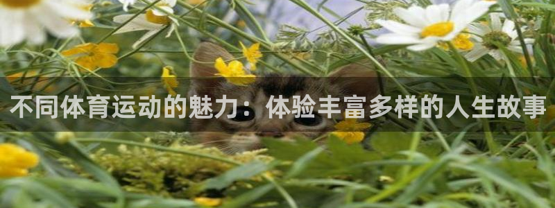 速8体育网：不同体育运动的魅力：体验丰富多样的人生故事